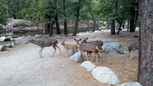 Yosemite Deer